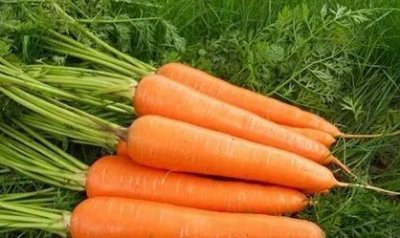 ​胡萝卜吃多了有什么好处和坏处(胡萝卜有利于身体健康,为了更好的吸收胡萝卜素)