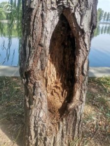 ​马兰谣歌词(《马兰谣》歌词分析及背景介绍)