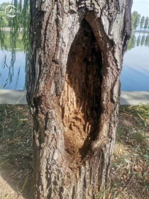 马兰谣歌词(《马兰谣》歌词分析及背景介绍) 马兰谣歌词(《马兰谣》歌词分析及背景介绍)