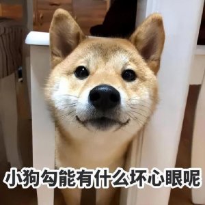 ​“柴犬”为什么越来越多人养？这几点实在太“吃香”了