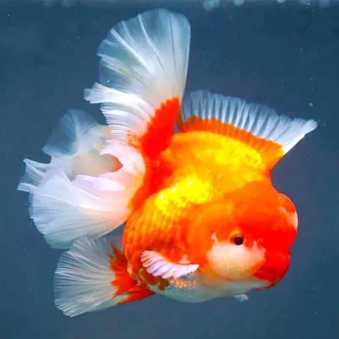 小鱼的图片(分享图片--超级可爱的小鱼)