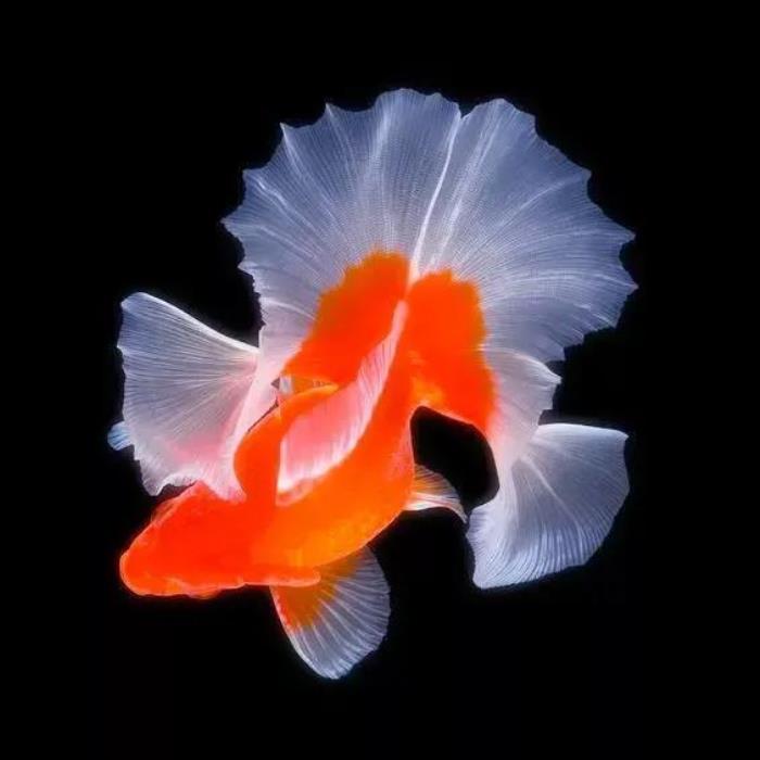 小鱼的图片(分享图片--超级可爱的小鱼)