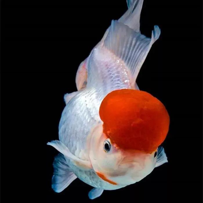 小鱼的图片(分享图片--超级可爱的小鱼)