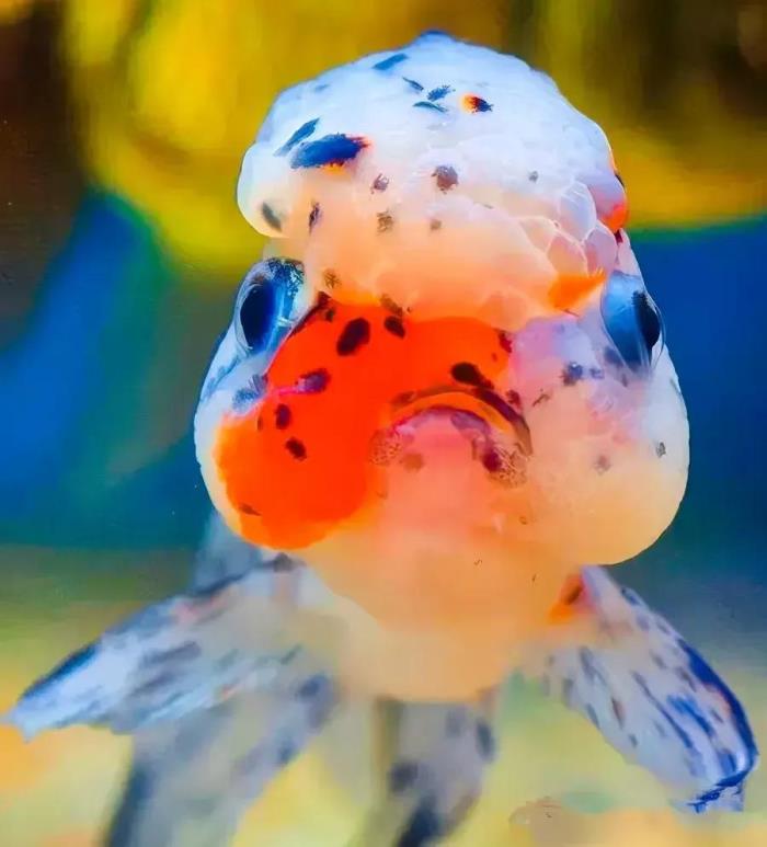 小鱼的图片(分享图片--超级可爱的小鱼)