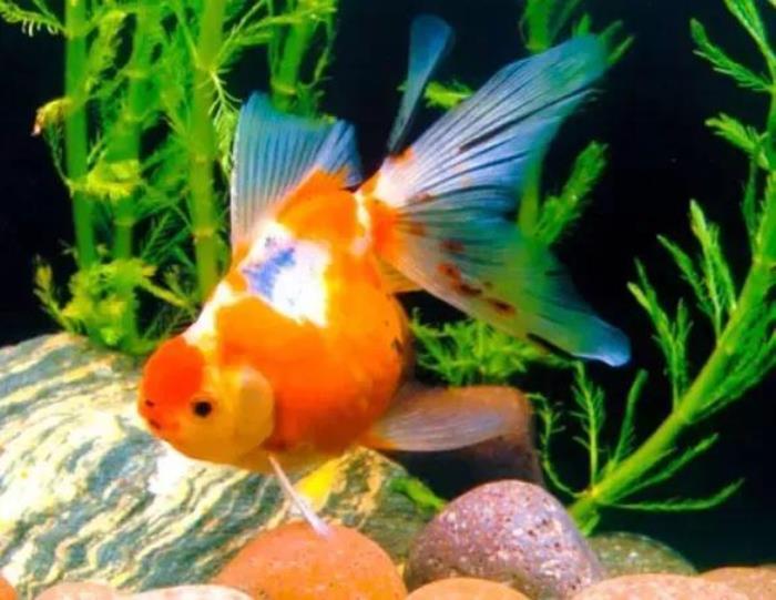 小鱼的图片(分享图片--超级可爱的小鱼)