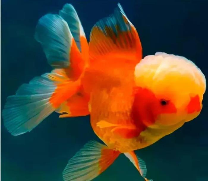 小鱼的图片(分享图片--超级可爱的小鱼)