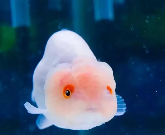 小鱼的图片(分享图片--超级可爱的小鱼)