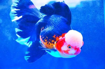 ​小鱼的图片（分享图片--超级可爱的小鱼）