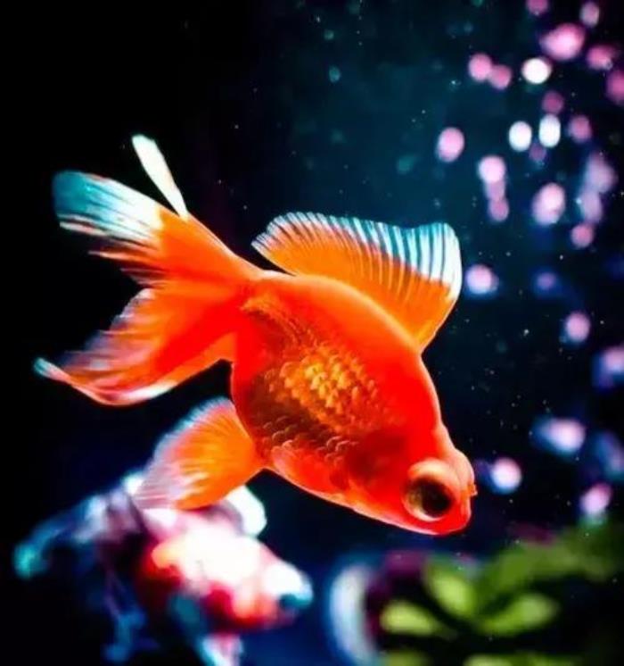 小鱼的图片(分享图片--超级可爱的小鱼)