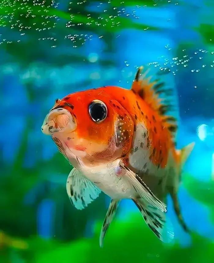 小鱼的图片(分享图片--超级可爱的小鱼)