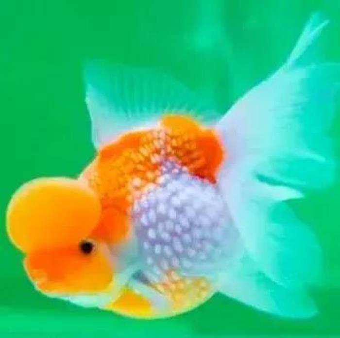 小鱼的图片(分享图片--超级可爱的小鱼)