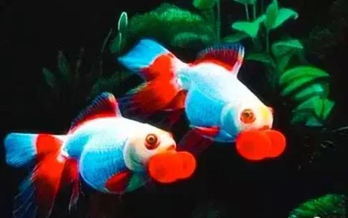 小鱼的图片(分享图片--超级可爱的小鱼)