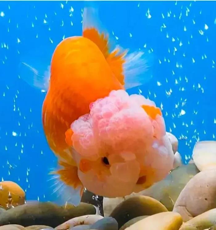 小鱼的图片(分享图片--超级可爱的小鱼)