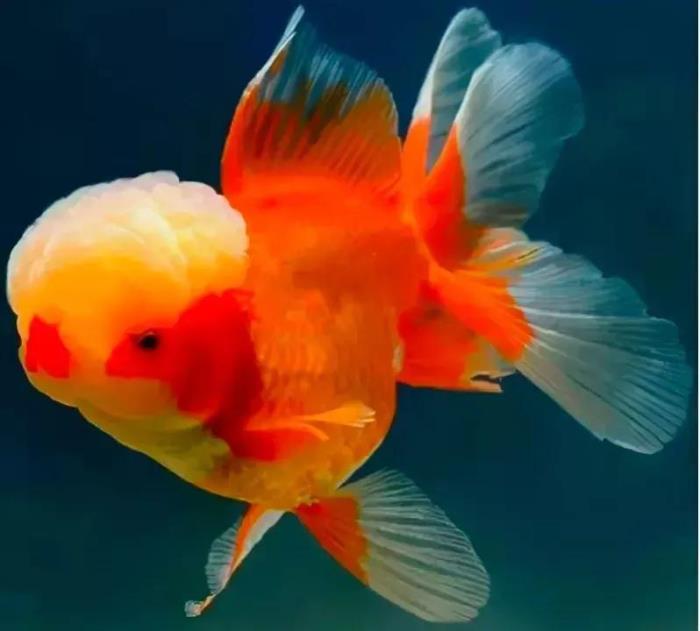 小鱼的图片(分享图片--超级可爱的小鱼)