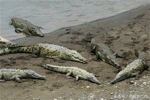 美洲鳄是一个四足动物,有四条短腿,一个长且强有力的尾巴