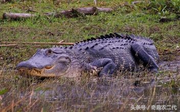 美洲鳄是一个四足动物,有四条短腿,一个长且强有力的尾巴