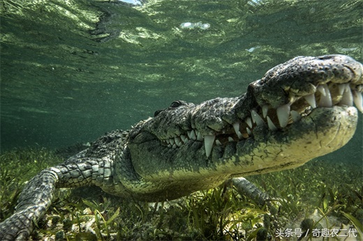 美洲鳄是一个四足动物,有四条短腿,一个长且强有力的尾巴