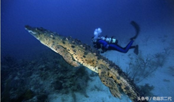 美洲鳄是一个四足动物,有四条短腿,一个长且强有力的尾巴