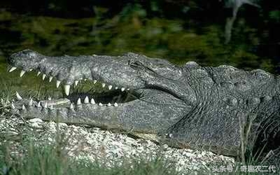 美洲鳄是一个四足动物,有四条短腿,一个长且强有力的尾巴