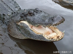 美洲鳄是一个四足动物,有四条短腿,一个长且强有力的尾巴