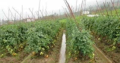 ​十亩地种什么赚钱(大葱的功效与作用壮阳)