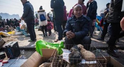 ​跟着老祖宗学习“挑狗术”,熟记3句口诀，让你一挑一个准