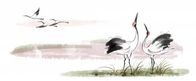 ​丹顶鹤的故事