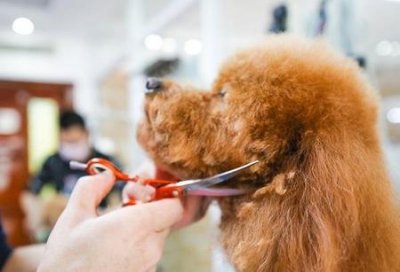 ​宠物美容店怎么开