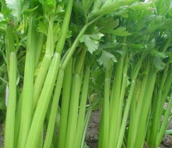 ​芹菜是吃茎还是吃叶(用芹菜叶烙饼方法)