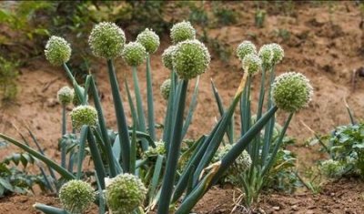 ​葱子有什么作用(葱子的功效)