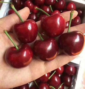 ​山东大樱桃的特点和营养价值（山东的大樱桃有什么特点和营养呢）