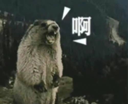 土拨鼠咆哮的图片