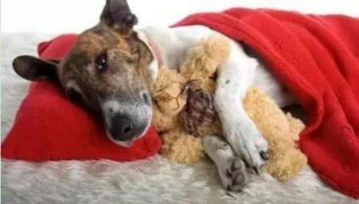 ​米白色哈士奇白色哈士奇犬