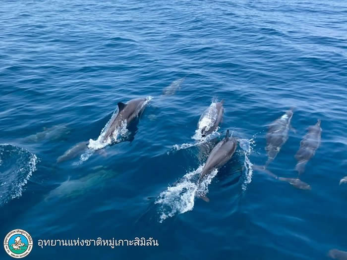 “普吉岛新闻”网站:泰国斯米兰群岛水域发现约100只长吻原海豚