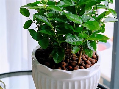 ​茉莉的养殖方法和注意事项 ，要牢记4个方面，才能养好茉莉花