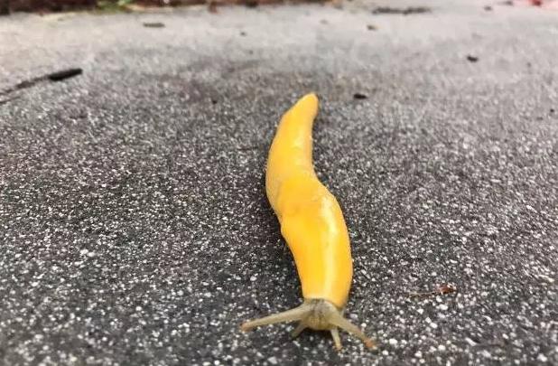 美国ucc大学洛杉矶(在加州大学圣克鲁兹分校)(3)