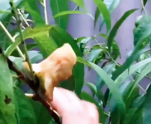 网红邵雨轩学历(不带货不开小橱窗)(5)