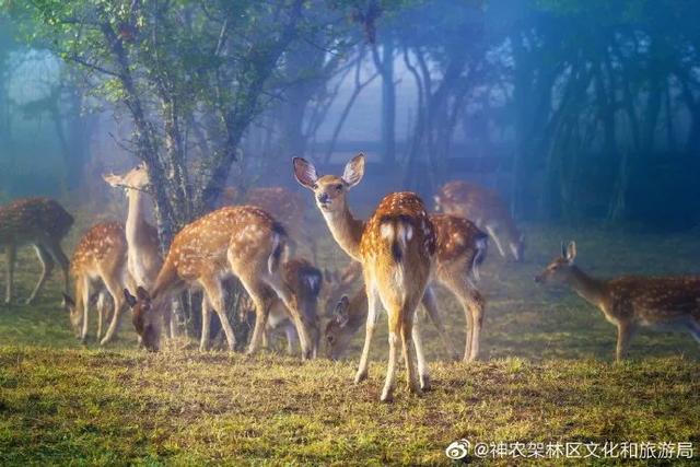 神农架旅游十大必去景点(全国游客免门票)(10)