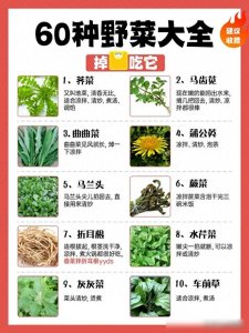 ​又到了吃野菜的季节，60种野菜大全分享给大家，看看你吃过几种