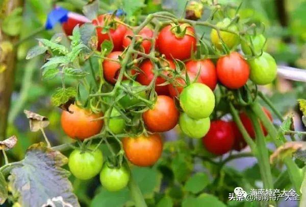 海南特色的水果(海南十大地理标志水果介绍)(8)