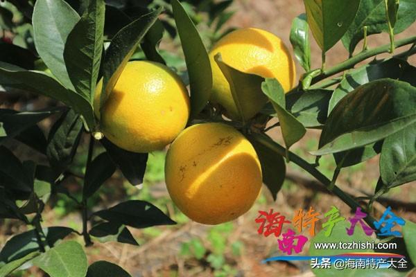 海南特色的水果(海南十大地理标志水果介绍)(7)