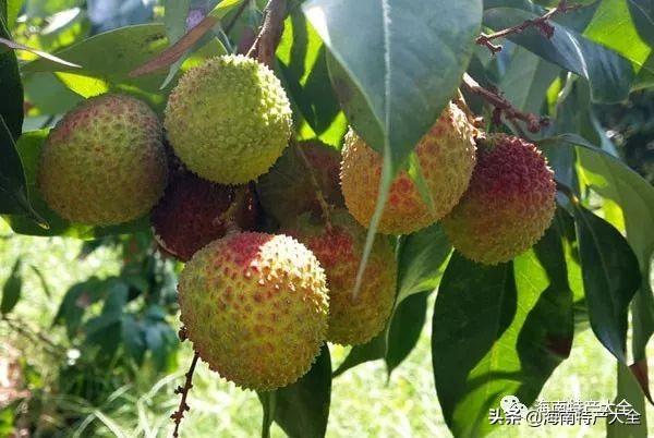 海南特色的水果(海南十大地理标志水果介绍)(3)