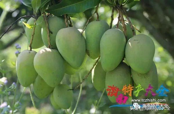 海南特色的水果(海南十大地理标志水果介绍)(6)