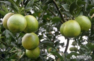 ​海南特色的水果（海南十大地理标志水果介绍）