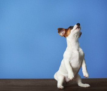 ​农村大叔教你养狗赚钱：看家护院还能年入过万，秘诀全在这儿！