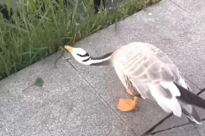 ​游客踢死保护动物“网红大雁”怎么判？法律人士：保护人是第一位