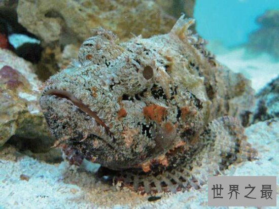海洋十大毒物排行榜,一滴毒药就能杀死任何生物