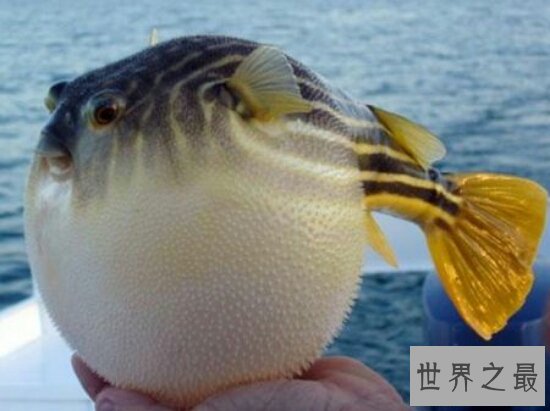 海洋十大毒物排行榜,一滴毒药就能杀死任何生物