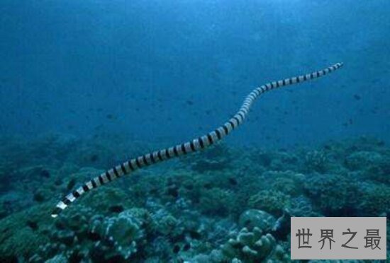 海洋十大毒物排行榜,一滴毒药就能杀死任何生物