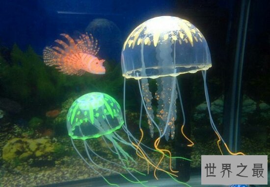 海洋十大毒物排行榜,一滴毒药就能杀死任何生物